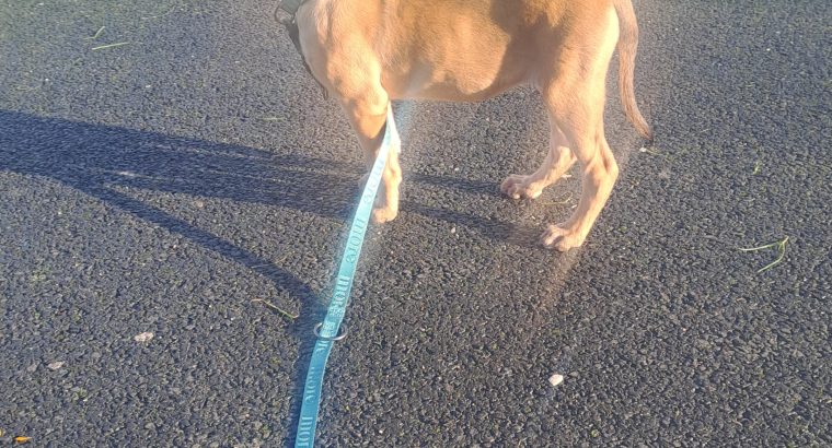 malinois Belgian puppy