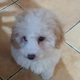 Cavachon