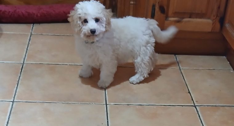 Cavachon