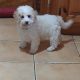 Cavachon