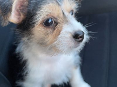 Rehoming a dog