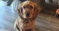Golden cocker spaniel for sale