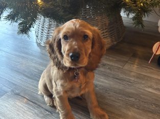 Golden cocker spaniel for sale