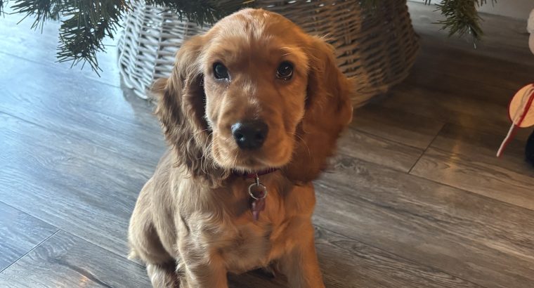 Golden cocker spaniel for sale