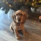 Golden cocker spaniel for sale