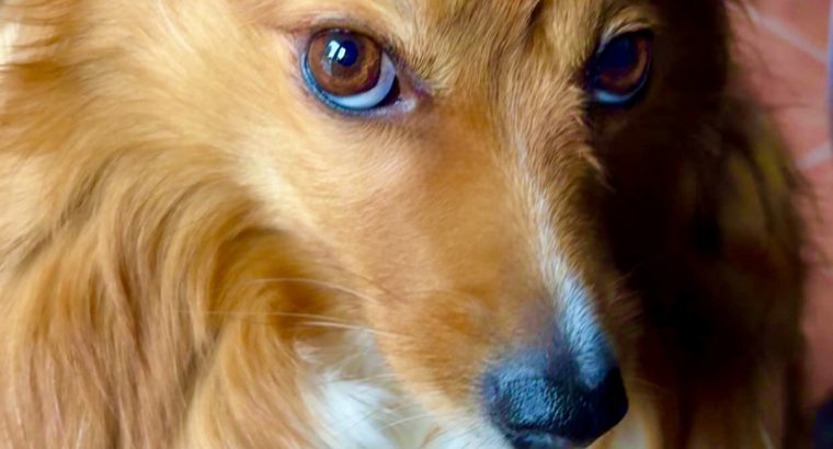 Pomeranian Cockapoo mix