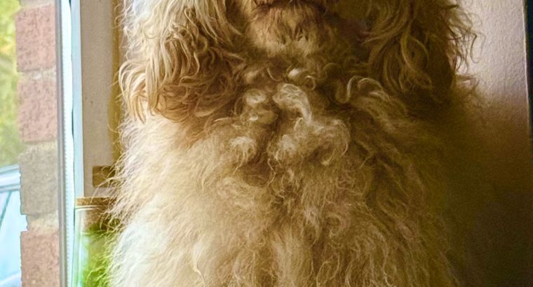 Pomeranian Cockapoo mix