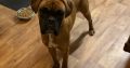 Boxer pup for sale