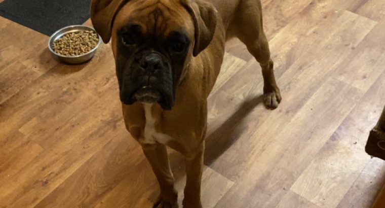 Boxer pup for sale
