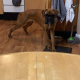 Boxer pup for sale