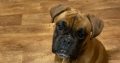 Boxer pup for sale