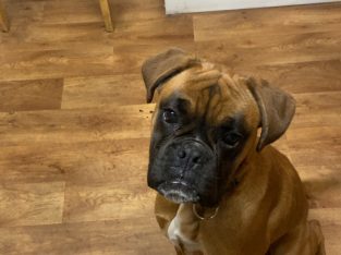 Boxer pup for sale