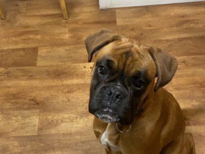 Boxer pup for sale