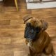 Boxer pup for sale