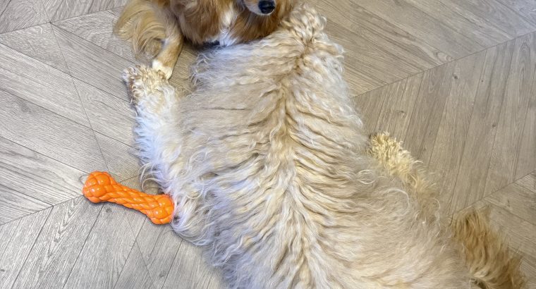 Pomeranian Cockapoo mix