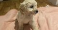 Adorable Cockapoo Puppies For Sale in Meath