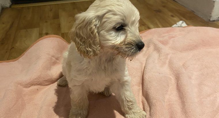 Adorable Cockapoo Puppies For Sale in Meath