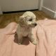 Adorable Cockapoo Puppies For Sale in Meath