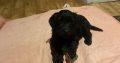 Adorable Cockapoo Puppies For Sale in Meath