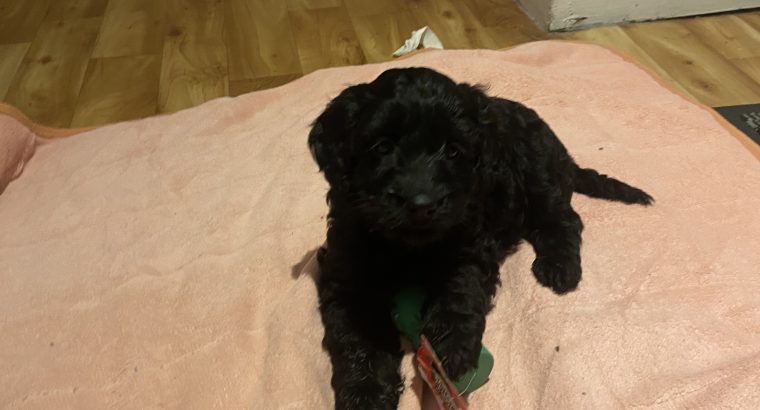 Adorable Cockapoo Puppies For Sale in Meath