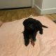 Adorable Cockapoo Puppies For Sale in Meath