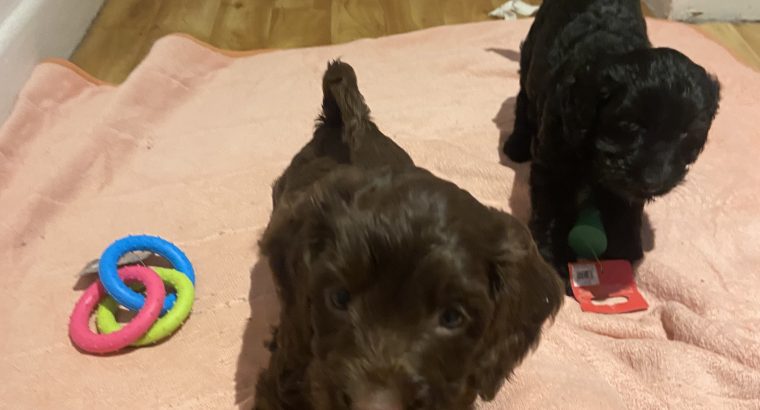 Adorable Cockapoo Puppies For Sale in Meath
