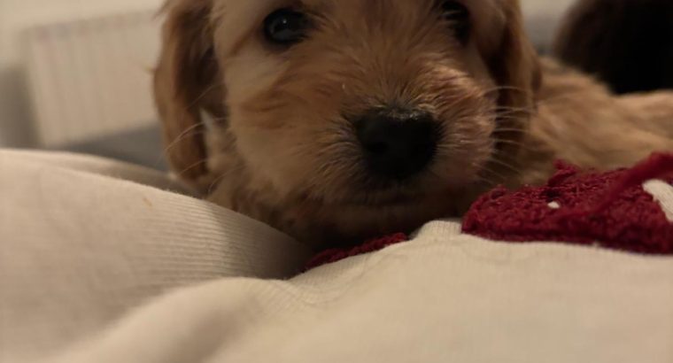 Adorable Cockapoo Puppies For Sale in Meath