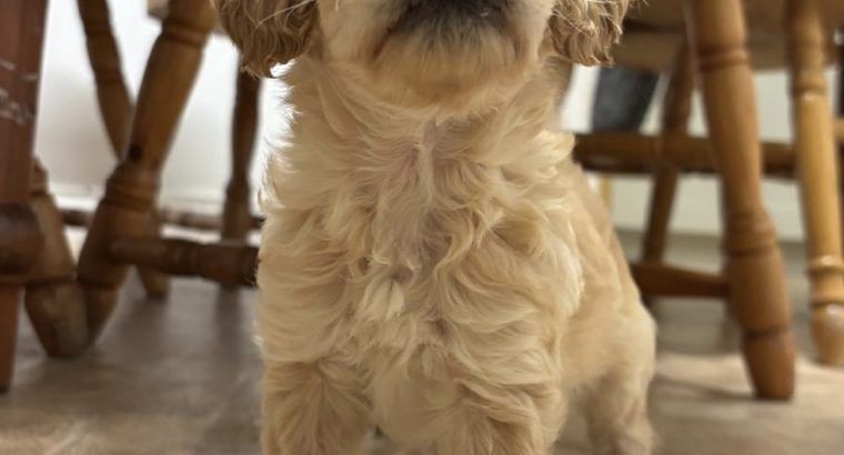Adorable Cockapoo Puppies For Sale in Meath