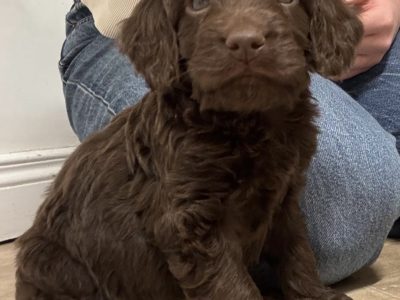 Adorable Cockapoo Puppies For Sale in Meath
