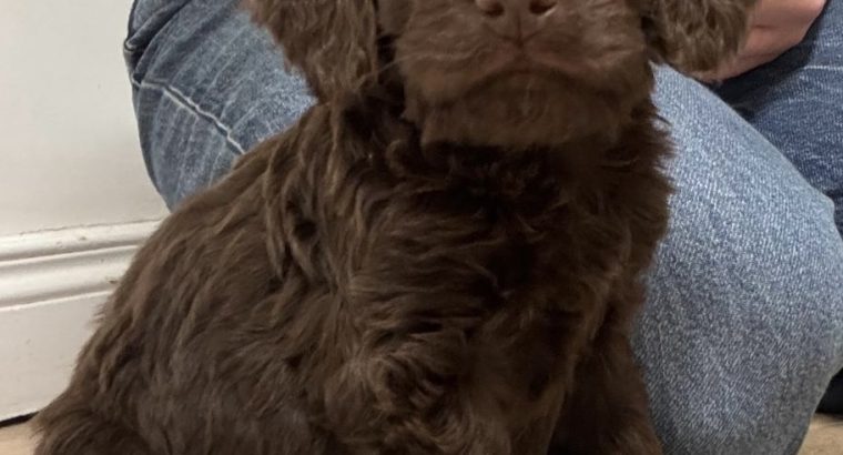 Adorable Cockapoo Puppies For Sale in Meath
