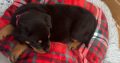 Rottie puppy