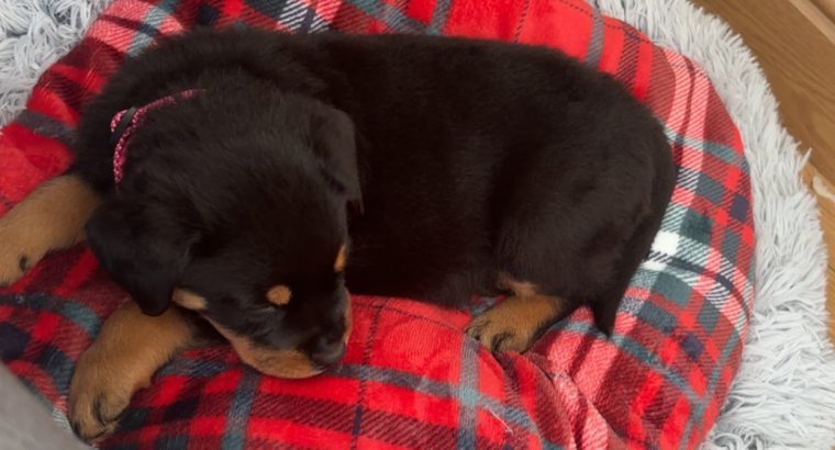 Rottie puppy