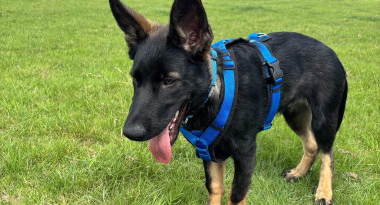 German Shepherd Ozzy