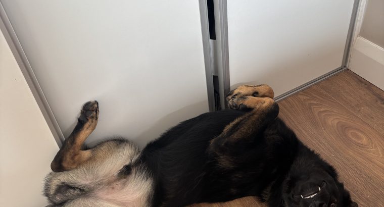 German Shepherd Ozzy