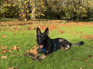 German Shepherd Ozzy