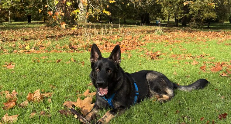 German Shepherd Ozzy