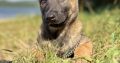 Belgian Malinois