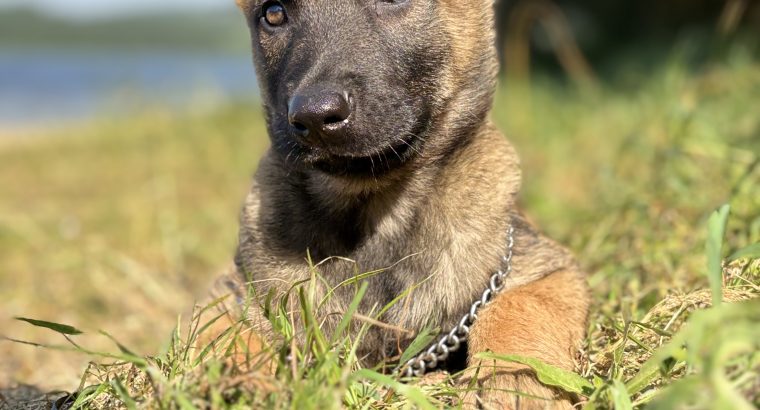 Belgian Malinois