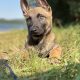 Belgian Malinois