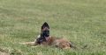 Belgian Malinois