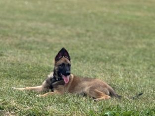 Belgian Malinois