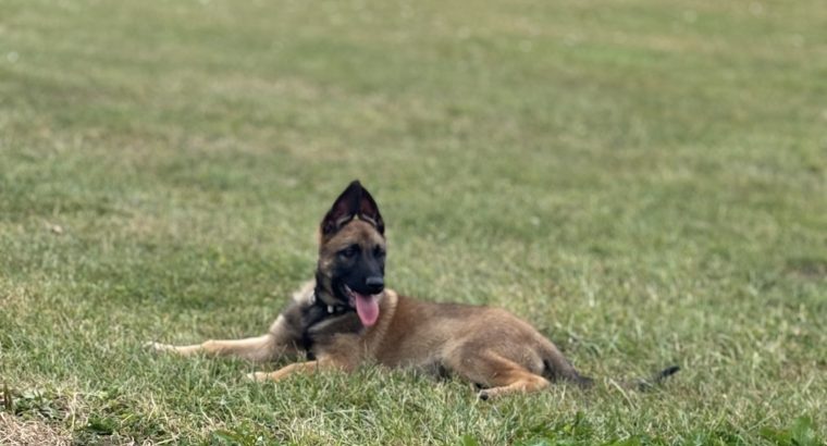 Belgian Malinois