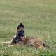 Belgian Malinois