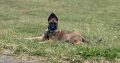 Belgian Malinois