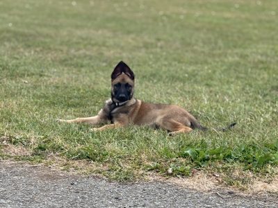 Belgian Malinois