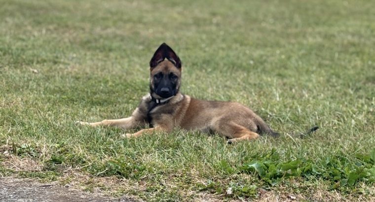 Belgian Malinois