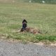 Belgian Malinois