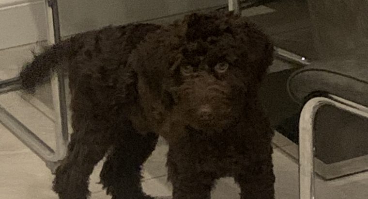 Cockapoo pup 5 months old