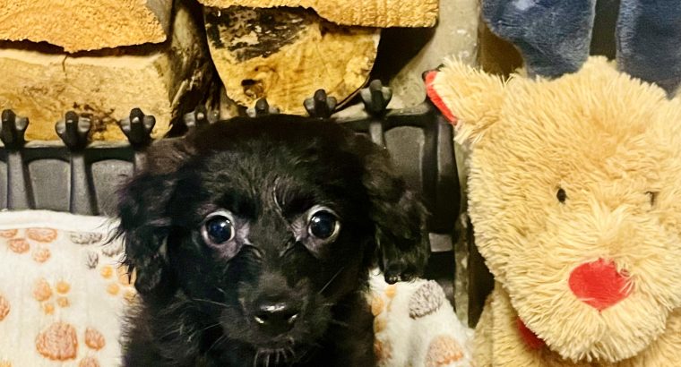 Pomeranian Cockapoo mix