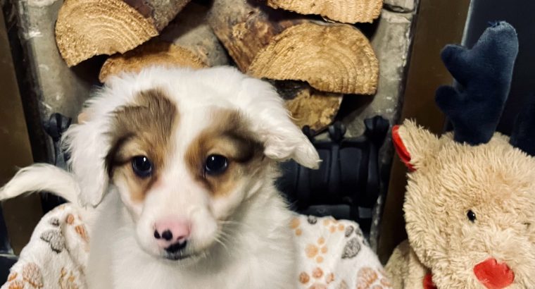 Pomeranian Cockapoo mix